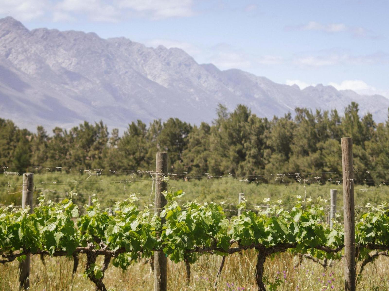 Duikersdrift Winelands Country Escape Hotell Tulbagh Exteriör bild